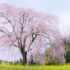 竹田の墓守桜