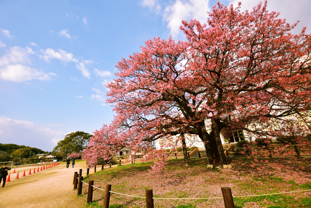 寒桜