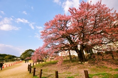 寒桜