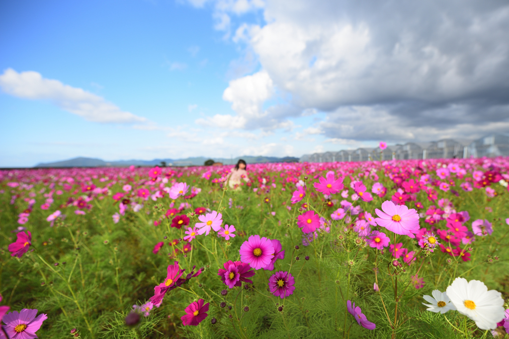 花と空と子供