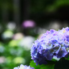 紫陽花
