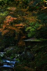 秋の山中で