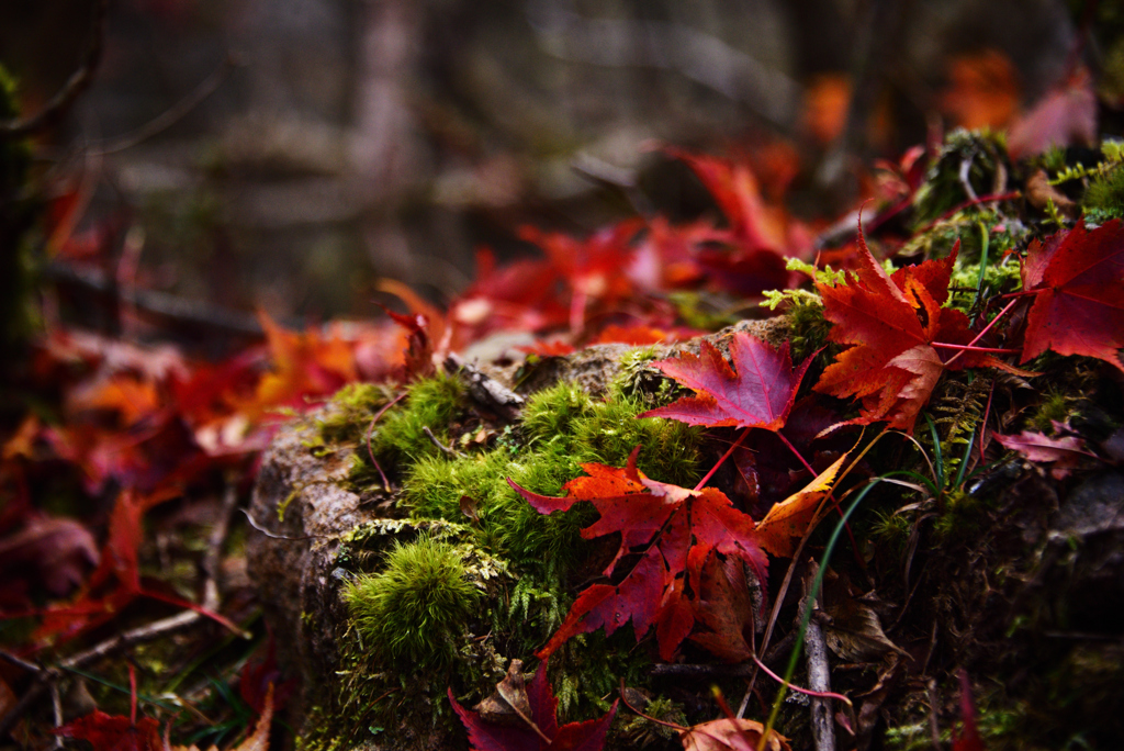 苔　紅葉を添えて