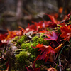 苔　紅葉を添えて