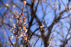 梅の花