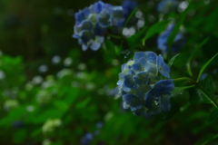 雨に濡れて