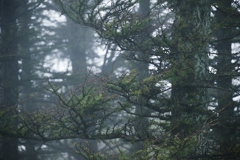 朝霧の森