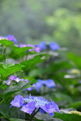 雨に打たれて