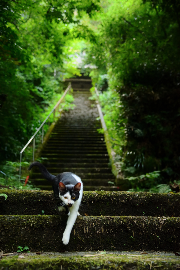 猫の道