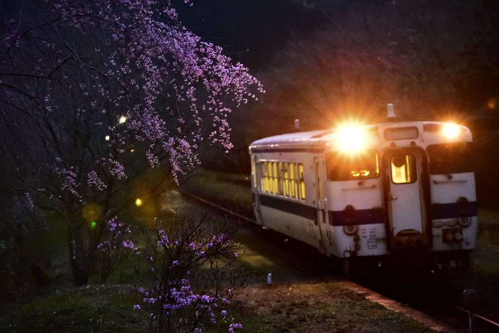 桜と電車