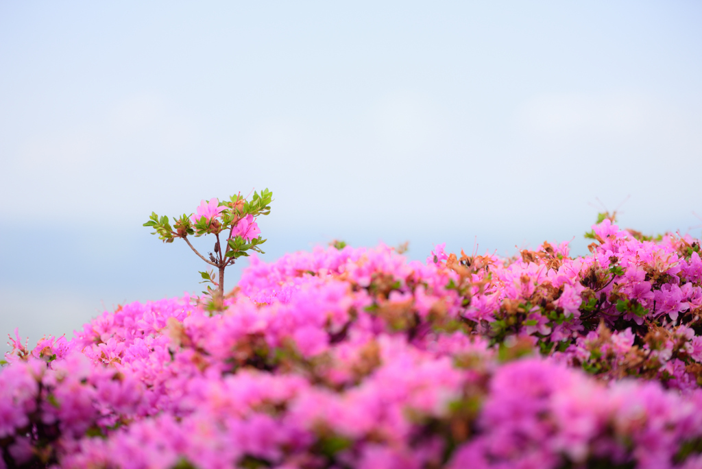 背伸び
