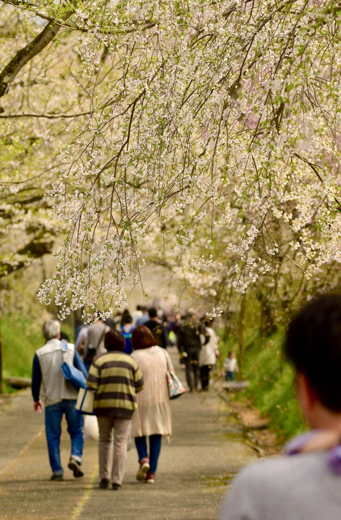 葉桜