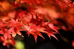 紅葉
