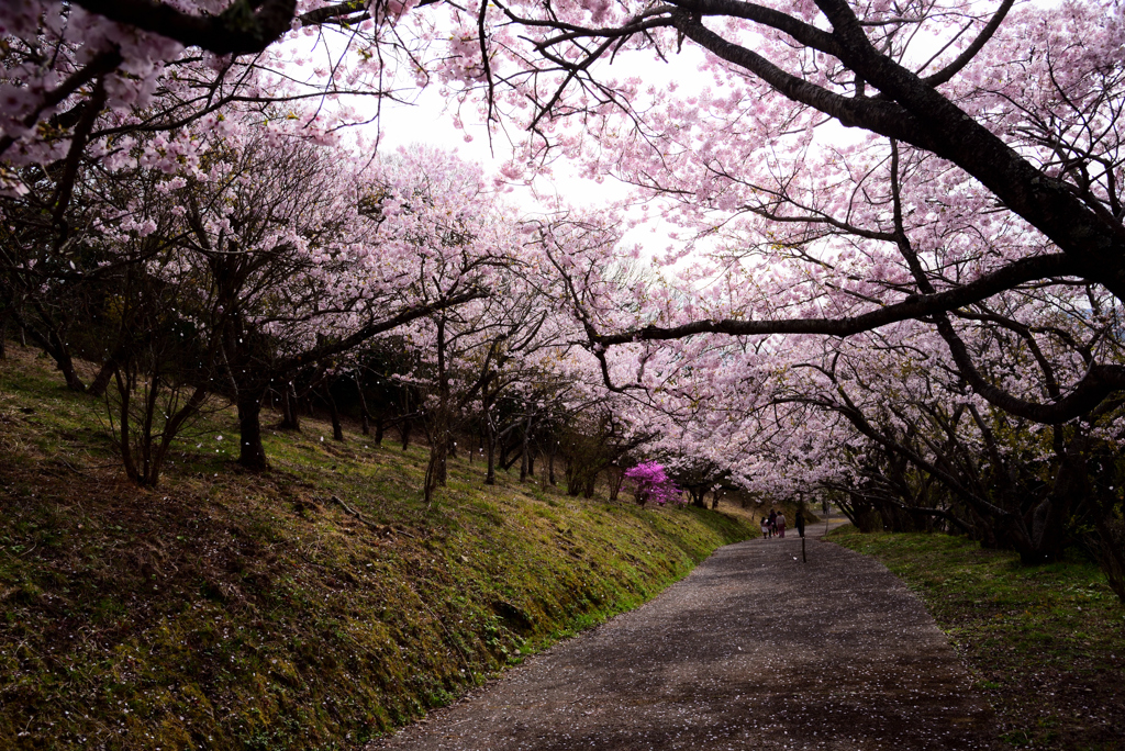 桜道