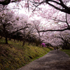 桜道