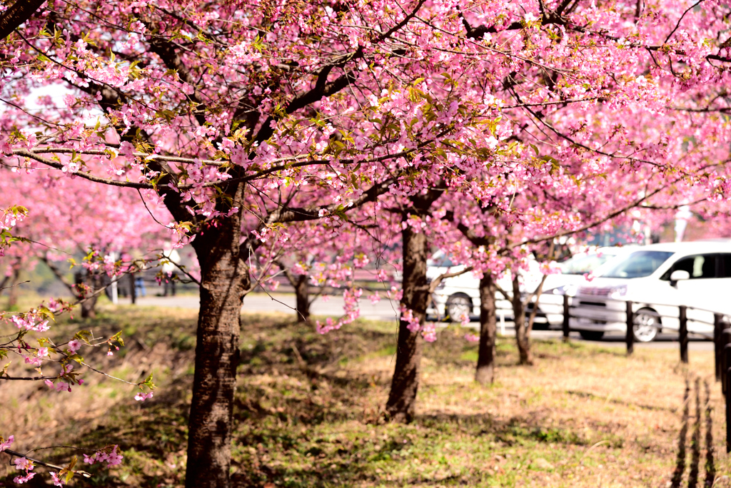 河津桜