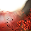花先