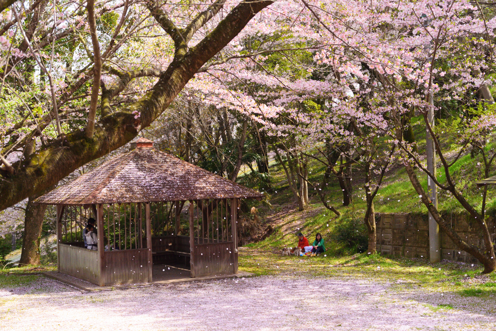 桜の絨毯