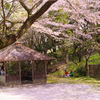 桜の絨毯