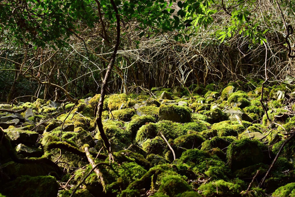 山歩き  ~苔~ 5