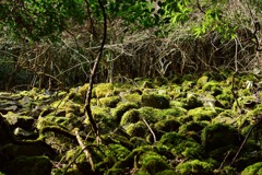 山歩き  ~苔~ 5