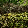 山歩き  ~苔~ 5