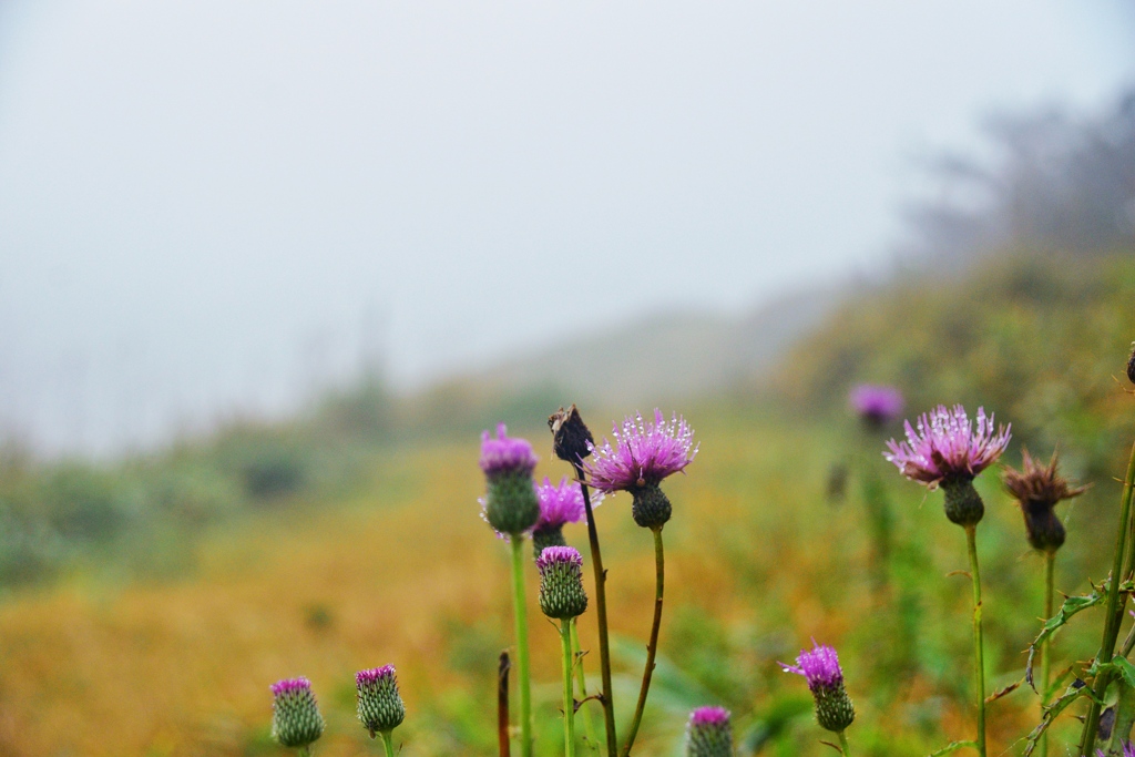 霧中で咲く