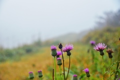 霧中で咲く