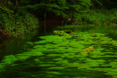 笹倉湿原