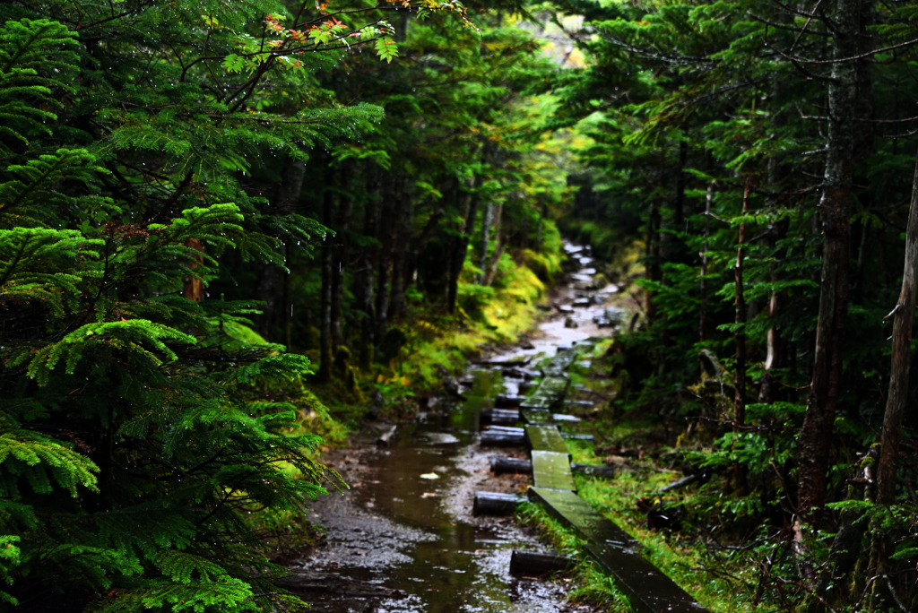 雨に濡れて