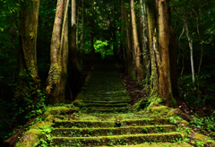 苔むす