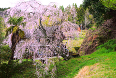 家先の桜