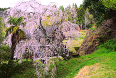 家先の桜