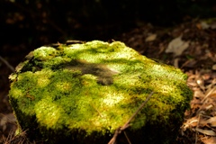 苔のテーブル