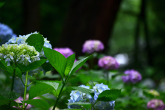 梅雨の花