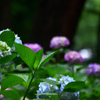 梅雨の花