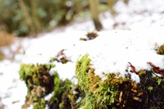 山歩き  ~苔と雪~