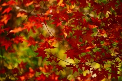 紅と緑