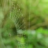 蜘蛛の巣