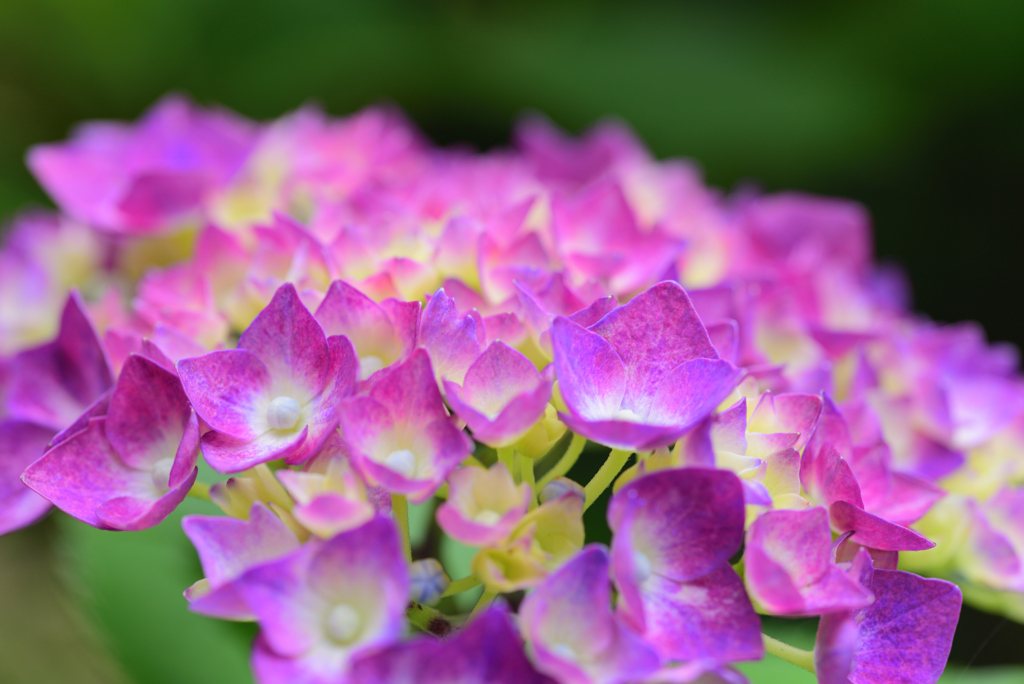 紫陽花