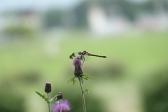 野原のアザミでひとやすみ