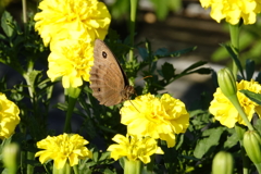 マリーゴールドの花の中で