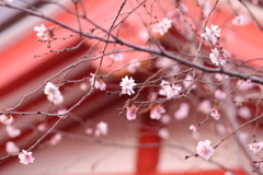津島神社の四季桜