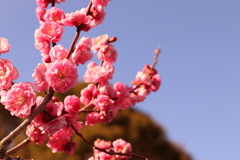 知多市の梅祭り