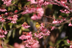 鈴鹿の庭園 メジロ3