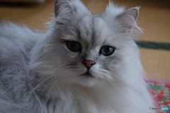 ウチの猫
