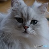 ウチの猫