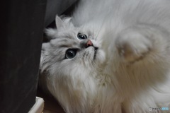 ウチの猫#2