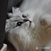 ウチの猫#2