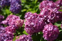 紫陽花